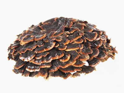 Despre Coriolus
