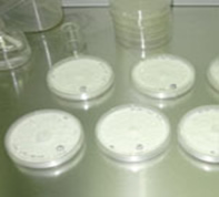 Despre Coriolus